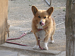 上竹田の家