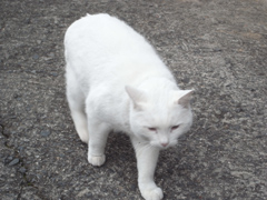 野串の家